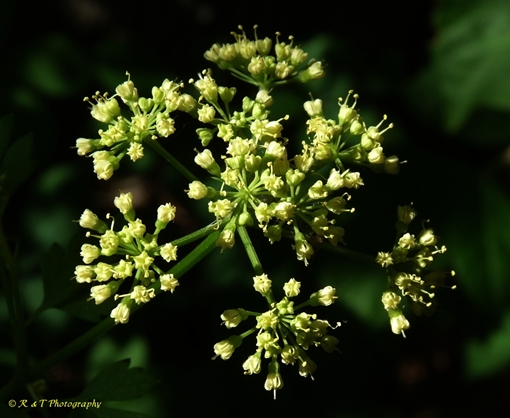 {Thaspium chapmanii}